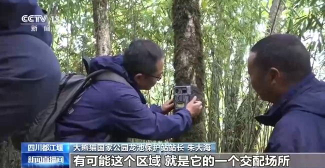 罕见！野生大熊猫同点位高频活动