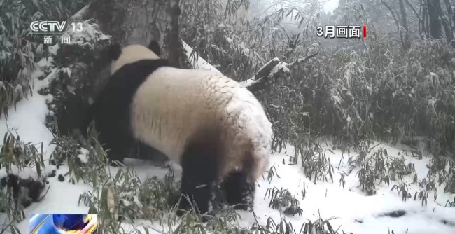 罕见！野生大熊猫同点位高频活动